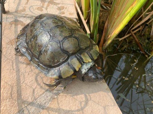 Water turtles