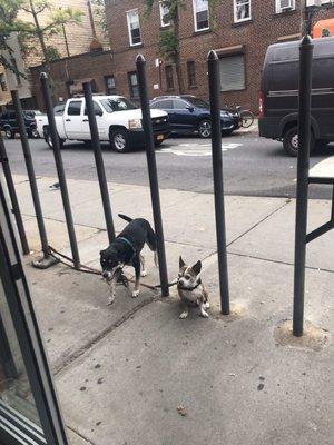 Lucas and his roommate being good boys during a quick grocery run.