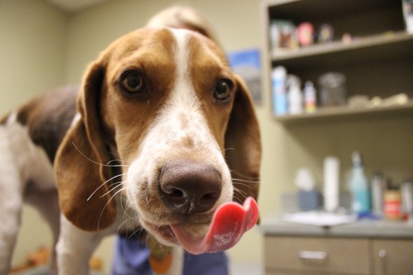 Our patients just love peanut butter and cheese whiz during their visits - can you tell which one is on his tongue?