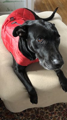 My beloved lab mix, Molly Mae