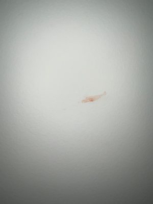 Blood on bathroom walls