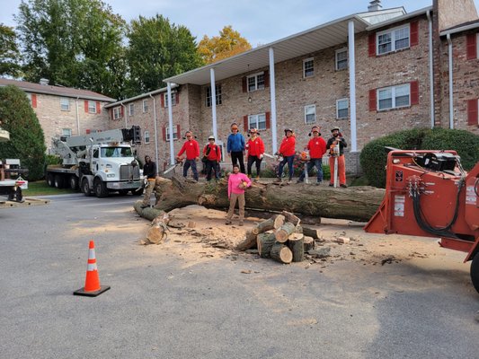 Pikesville Tree Service