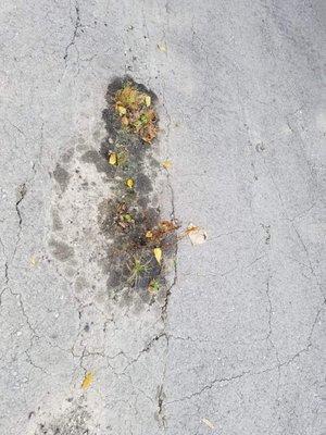 Weeds in the asphalt