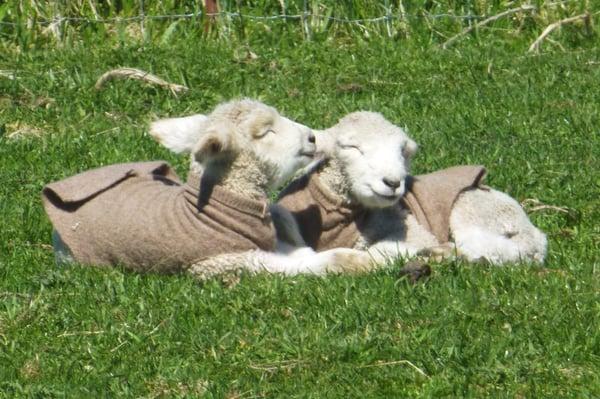 Baby lambs at the farm