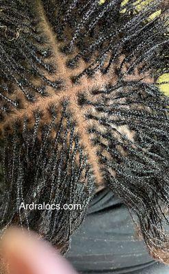 Micro Braidlocs No Extensions