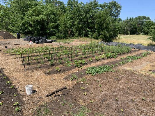 aerial shot of our eastside row crops