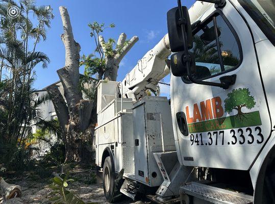 Lamb Tree Care Removal