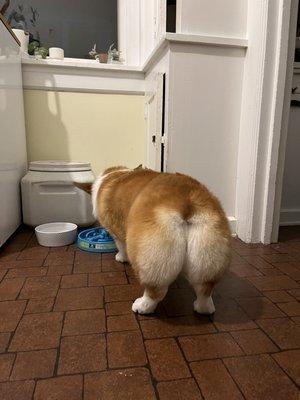 Corgi booty post-groom