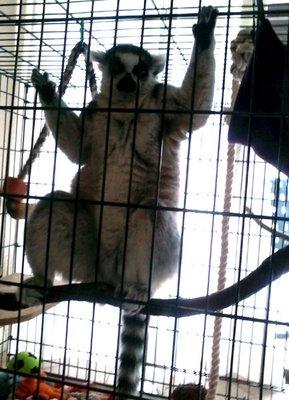 Lucy the Lemur (*I do not support the idea of owning wild animals)