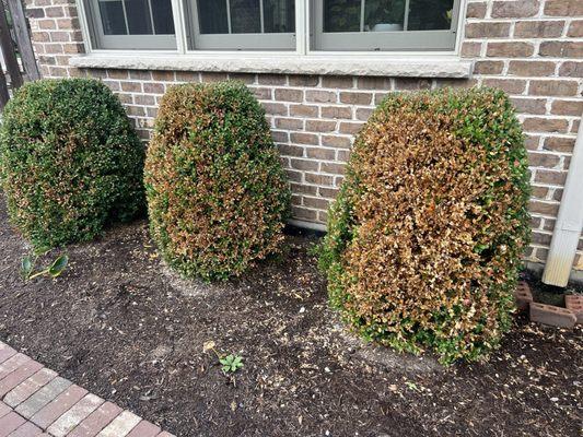 Naturescape took no responsibility for killing my bushes!