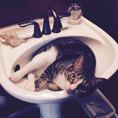 Cat in sink