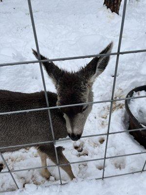 Baby deer