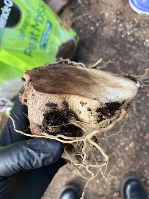 Internal root rot of the caudex