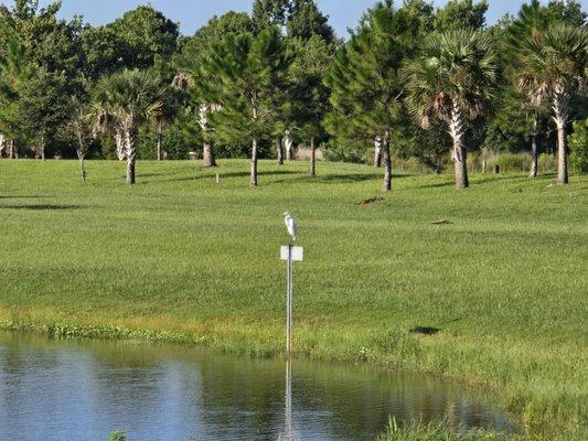 Glencoe Disc Golf