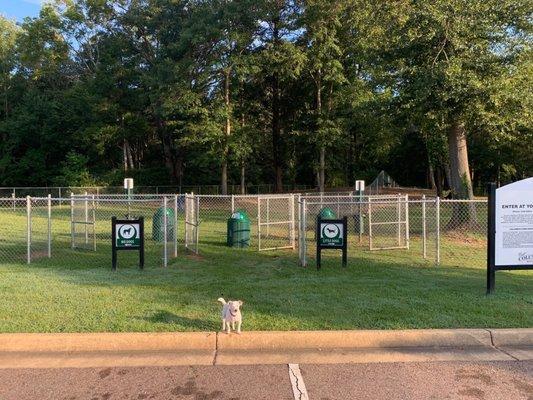 Bosco the Wonder Dog waiting to enter his park!