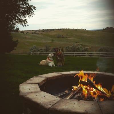 2 happy pups that love Running Pond Acres