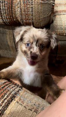 My toy aussie, Sky, can't wait to meet you for grooming!