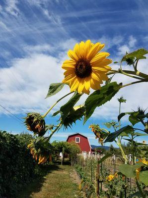 Sun Flower season at Midway Farms. Flowers for any occasion. Summer blue skies for events.