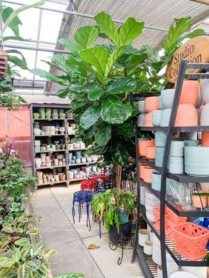 A massive Fiddle Leaf fig.