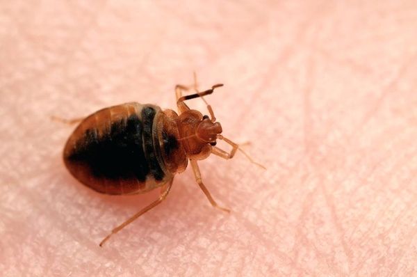 Live Bedbugs