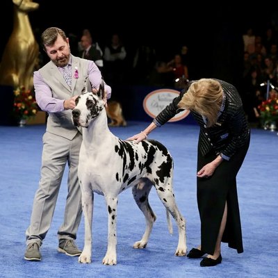 2023 National Dog Show. Carson the Great Dane. Bill McCay/NBC