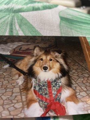 The love of my life. My heavenly Sheltie named Shelby