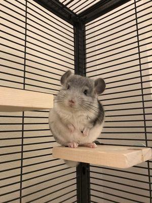 Lone Star Chinchilla