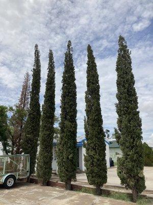 Cypress trimming