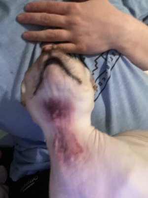 Very rough bruising for being from an e-collar