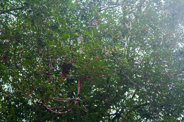 2.10.20 - trees in the courtyard covered in Mardi Gras beads