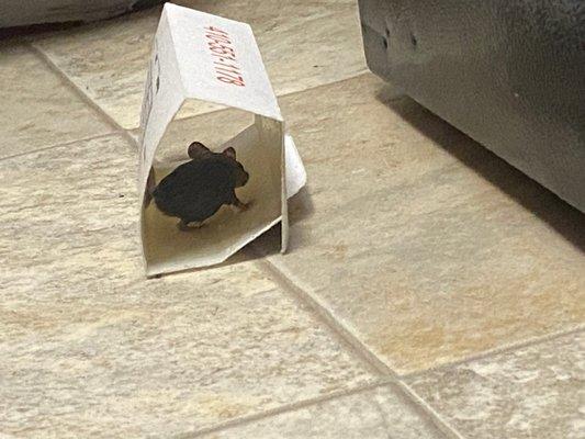 Mice in the kitchen of Cameron Point Apartments