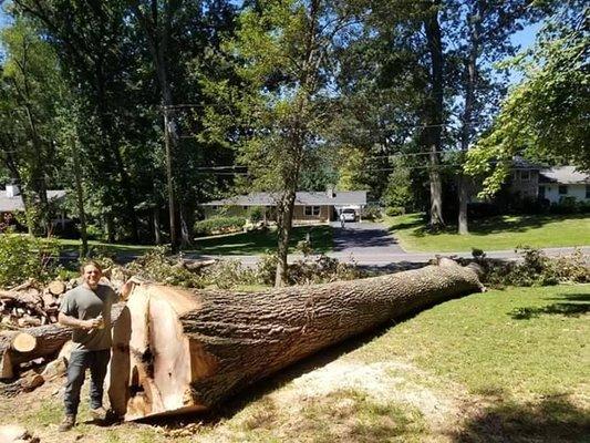 Clean tree service removal job in Kingsport, TN