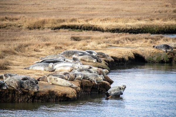 Long Island Harbor Seals sunning on the marshes.