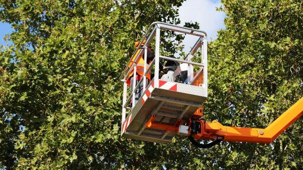 ArborSD Tree Service