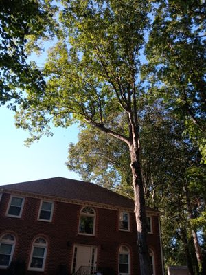 Oak tree we elevated off the roof and thinned out.