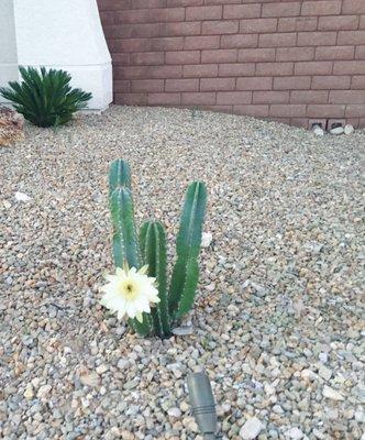 Cactus that was planted and is doing beautifully