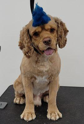 Crocker spaniel after picture in a summer cut with a royal blue mohawk.