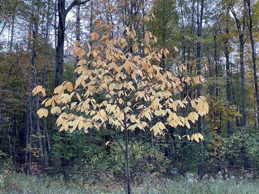 Fall foliage