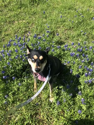 Pet and Pasture