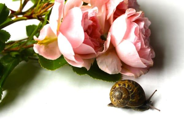 this little guy couldn't stay away from these beautiful organic and local garden roses