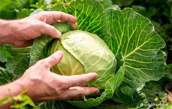 cabbage