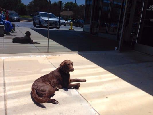 The pharmacist's cute dog :) He likes to chill out and sun bathe :D