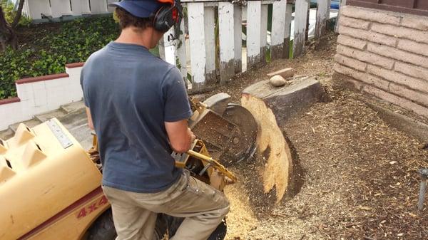 Stump from a 40' Podocarpus