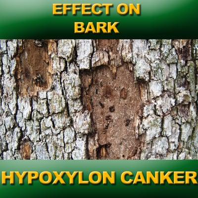 Canker tree disease