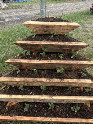 Strawberry planter