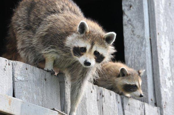 Raccoons