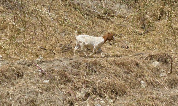 May 2019, brush-eating goat