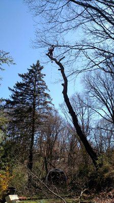 Removing a cherry tree in Bridgeville.