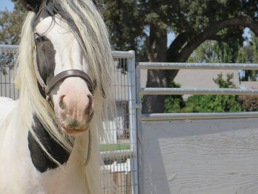 This handsome boy who does the raspberry on command is up for sale. He is incredible.