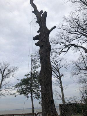 Pruning a tree